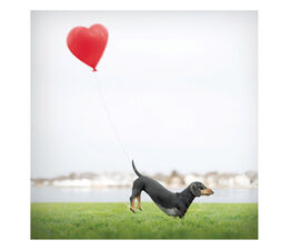Dachshund With Balloon Tied To Tail