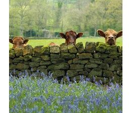 Cattle And Bluebells In Nidderdale