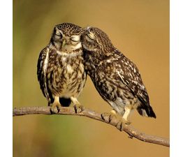 Little Owls