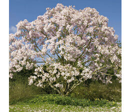 Magnolia Tree In Flower