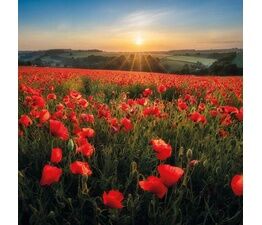 Poppy Field Dorset