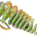 EUGY Chameleon additional 2