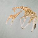 Fusion - Milo Giraffe - Reversible Duvet Cover Set - Duck Egg additional 3