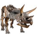 Natural History Museum Dinosaur Picture Viewer additional 5