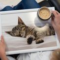 Creative Tops - Sleeping Kitten Laptray additional 2