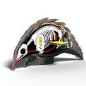 EUGY Pangolin additional 7
