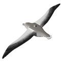 EUGY Royal Albatross additional 5