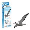 EUGY Royal Albatross additional 1