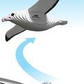 EUGY Royal Albatross additional 2