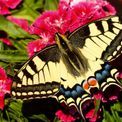 Ravensburger - Butterfly 500 Piece Jigsaw Puzzle additional 2