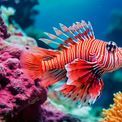 Ravensburger - Red Lionfish 500 Piece Jigsaw Puzzle additional 2