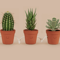 pikkii. - Hand Holding Succulent Pots Set of 3 additional 6