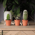 pikkii. - Hand Holding Succulent Pots Set of 3 additional 8