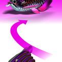 EUGY Asian Arowana additional 6