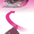 EUGY Asian Arowana additional 5