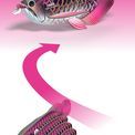 EUGY Asian Arowana additional 7
