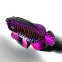 EUGY Asian Arowana additional 13