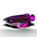 EUGY Asian Arowana additional 19