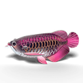 EUGY Asian Arowana additional 28