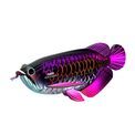 EUGY Asian Arowana additional 15