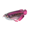 EUGY Asian Arowana additional 18
