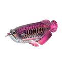 EUGY Asian Arowana additional 17