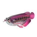EUGY Asian Arowana additional 26