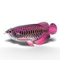 EUGY Asian Arowana additional 20
