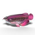 EUGY Asian Arowana additional 27