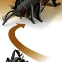 EUGY Giant Weta additional 7
