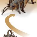 EUGY Giant Weta additional 8