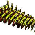 EUGY Thorny Devil additional 6