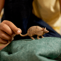Schleich - Armadillo additional 4