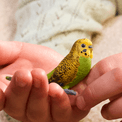 Schleich - Budgie additional 4