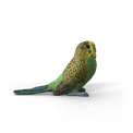Schleich - Budgie additional 1