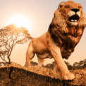 Schleich - Lion additional 2