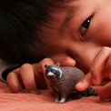 Schleich - Racoon additional 5
