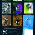 Otter House - Birds RSPB Slim Calendar 2027 additional 3