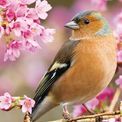 Otter House - Birds RSPB Slim Calendar 2027 additional 1