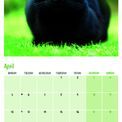 Otter House - Black Cats Wall Calendar 2027 additional 5