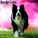 Otter House - Border Collie Wall Calendar 2027 additional 1