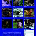 Otter House - British Wildlife RSPCA Slim Calendar 2027 additional 3