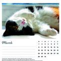 Otter House - Cat Naps Easel Calendar 2027 additional 2