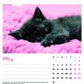 Otter House - Cat Naps Easel Calendar 2027 additional 4