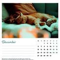 Otter House - Cat Naps Easel Calendar 2027 additional 3