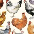 Otter House - Emma Bridgewater Chickens &amp; Hens Slim Calendar 2027 additional 5
