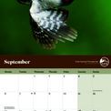 Otter House - Garden Birds RSPB Wall Calendar 2027 additional 2