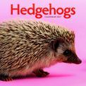Otter House - Hedgehogs Wall Calendar 2027 additional 1