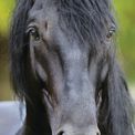 Otter House - Horses Slim Calendar 2027 additional 1