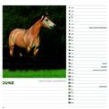 Otter House - Horses Wiro Wall Calendar 2027 additional 4